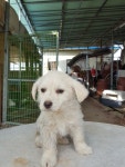 전북 김제 김제시농업기술센터에서 흰색 강아지 구조