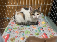 전북 전주 전주동물병원에서 삼색 고양이 구조