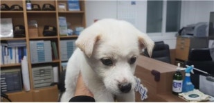대전 유성 봉산동에서 진돗개 구조
