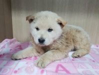 경기 광주시 도척면 방도길에서 진돗개 구조