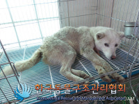 경기 포천 왕방로에서 흰색 강아지 구조