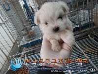 경기 연천 왕징면사무소 인근에서 흰색 강아지 구조