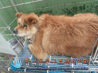 경기 김포 마곡로에서 파란목줄 강아지 구조