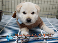 경기 김포 양촌읍 양곡중앙교회 인근에서 흰색 강아지 구조