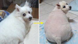 털뚠이라고 믿었는데..미용 후 강아지 본모습 보고 머리 띵해진 주인