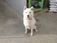 광주 북구 용봉동에서 흰색 강아지 구조