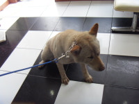 전북 전주 서신동 아파트 공사현장에서 흰색 강아지 구조