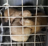 전남 목포 삽진세라믹산단 부근에서 야생화된 유기견 새끼 8마리 발견 구조