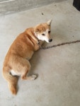 경북 영주 풍기읍 무릉길에서 황색 강아지 구조