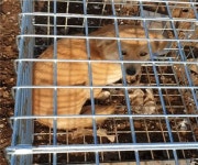 경남 고성 철성초등학교 인근에서 갈색 강아지 구조