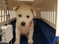 부산 기장 장안읍 반룡리에서 빨간목줄 흰색 강아지 구조