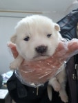 울산 울주 온산로 주변에서 흰색 강아지 구조