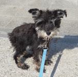 경기 용인 금령로에서 이동장에 버려진 슈나우져 구조..경기도도우미견나눔센터로 이송