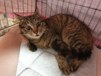 광주 북구 누문동에서 고등어색 고양이 고양이 구조