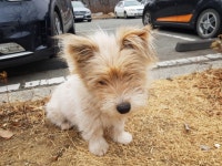 경북 경주 시립노인전문요양병원에서 흰갈색 강아지 구조