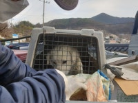 충북 단양 단성면 주택가에서 흰색 강아지 구조