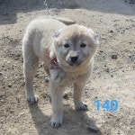 경남 사천 동문3길에서 흰색 강아지 구조