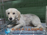 서울 구로구 항동하버라인 8단지에서 갈색 강아지 구조