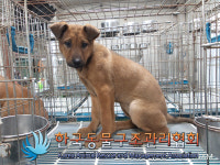 서울 노원구 상계4동 흥안운수 앞에서 갈색 강아지 구조