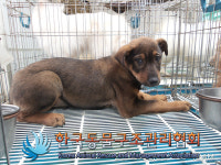 서울 노원구 상계4동 흥안운수 앞에서 갈색 강아지 구조