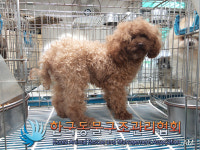 서울 노원구 한글비석로54길 상원초등학교 앞에서 푸들 구조