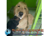 경기 포천 청군로에서 리트리버 믹스 강아지 구조