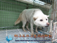 경기 연천 전곡읍 양연로에서 흰색 강아지 구조