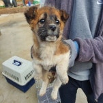 강원 춘천 사북면 용화산로에서 검갈색 강아지 구조