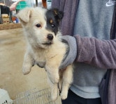 강원 춘천 사북면 용화산로에서 흰검색 강아지 구조