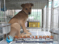 서울 노원구 상계4동 흥안운수 앞에서 갈색 강아지 구조