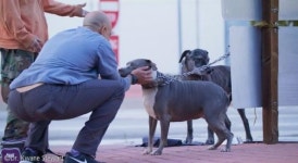 길거리 노숙인의 반려동물 무료로 치료해주는 천사 수의사
