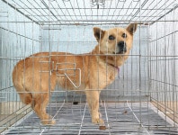 경기 이천 부발읍 황무로에서 빨간목끈 적갈색 강아지 구조