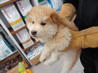 경기 파주 적성면 구읍리에서 크림색 강아지 구조