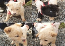 충남 서천 지석리 청룡암 주변에서 새끼 강아지 4마리 발견 구조