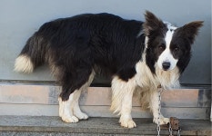 인천 강화도 마니산로193 부근에서 보더 콜리 구조