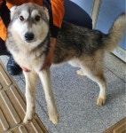 강화도 삼흥리에서 시베리안 허스키 구조