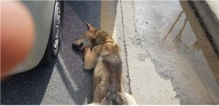 대전 유성구 대정동에서 교통사고 진돗개 구조