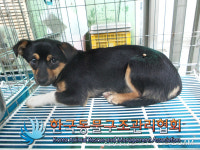 경기 김포 양촌읍 서부운전면허연습장 인근에서 갈흰검색 강아지 구조