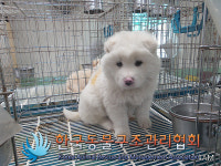 경기 김포 대곶면 송마리 수로에서 흰색 강아지 구조