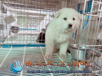 경기 김포 대곶면 송마리 수로에서 흰색 강아지 구조
