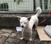 경북 고령 대가야읍 해동디오펠리스에서 흰색 강아지 구조