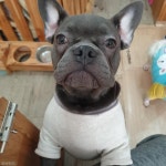 거 떡볶이 한 입 정도는 괜찮잖아?..분식 먹는 주인 감시하는 강아지