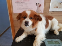 전북 전주 효정길에서 흰갈색 강아지 구조
