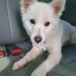 전북 군산 나운동 한국타이어 앞에서 스피츠 구조