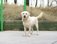 경기 이천 신둔면 황무로에서 래브라도 리트리버 구조