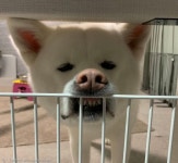 `그렇게 조르지 마~!`..강아지와 성견의 차이