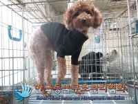 서울 동대문구 신설동역 인근에서 까만옷 푸들 구조