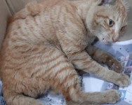 대구 달성 논공로에서 갈색 줄무늬 고양이 구조