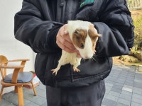 경기 수원 보훈복지타운에서 햄스터 5마리 발견 구조