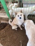 전북 군산 옥산면 옥산리에서 베이지색 강아지 구조